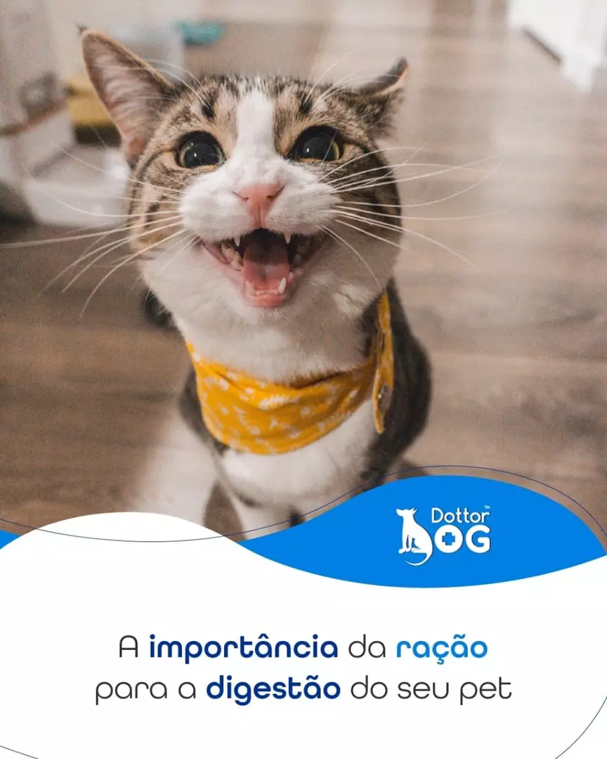 IMPORTÂNCIA  DA RAÇÃO PARA A DIGESTÃO DOS  PETS